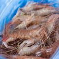 Crevettes sautées huiles d'olive, tomates cerises relevées de piment d'Espelette