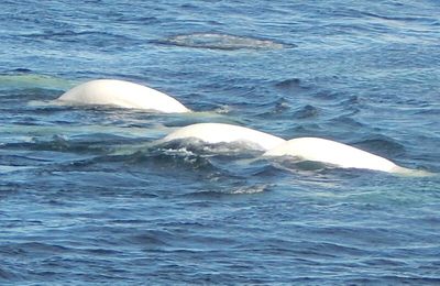 En direct du pays des baleines