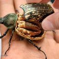 Vive les OGM ! (4) : un insecte à la noix !