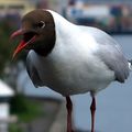 En Norvège la mouette mélanocéphale ? Ichthysetus ( pattes rouges, bec rouge, blanc autour de l'oeil )