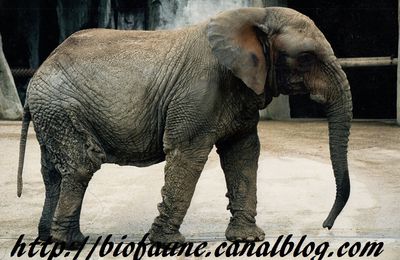 Les éléphants africains officiellement scindés en deux espèces 