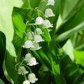 Lily of the Valley