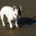 Bouledogue français caille 