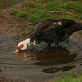 Le canard dans la flaque d'eau