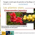 Chaenomeles-japonica par Paysagiste Pays Basque et Paysagiste Landes.