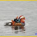 danse d'un canard mandarin