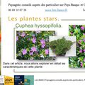 🌸 Cuphea hyssopifolia par paysagiste Pays Basque et paysagiste Landes.