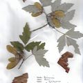 Herbier Acer griseum Erable à écorce de papier 