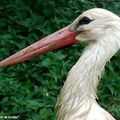 Le Parc des Cigognes à Hunawihr dans le Haut-Rhin