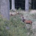 Cerf en forêt de Tronçais