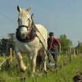 Rémi Sédès, vigneron en Coteaux d'Ancenis (44)