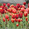 La tulipe