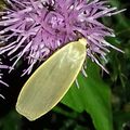 La Lithosie grise (Eilema griseola)