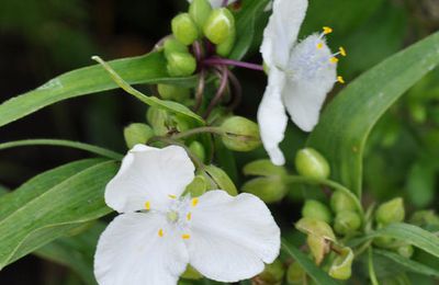 Des cymes de fleurs blanches pendant tout l'été…