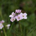 Fleurs et plantes sauvages