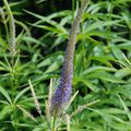 Veronicastrum virginicum 'Temptation'