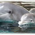 Trois dauphins attachés à un bloc de béton