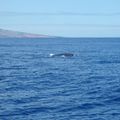 Safari dauphins-baleines et la désormais traditionnelle petite baignade! 