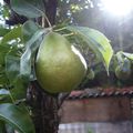 Une poire et la vigne