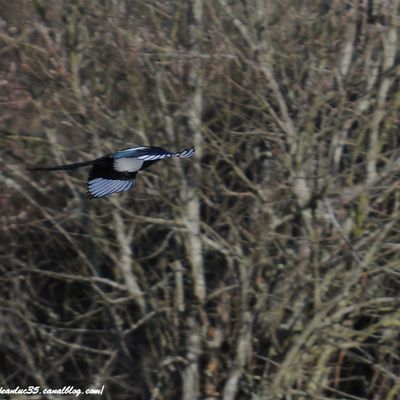 la suite de la série