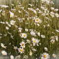 Champ de marguerites