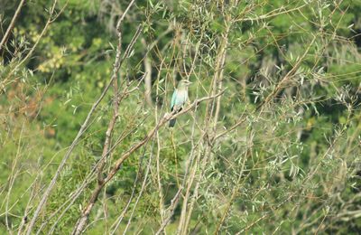 Les petits oiseaux de l'été - 3