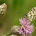 Melanargia galathea (Demi-deuil)