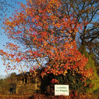 Dominique vous conseille en janvier