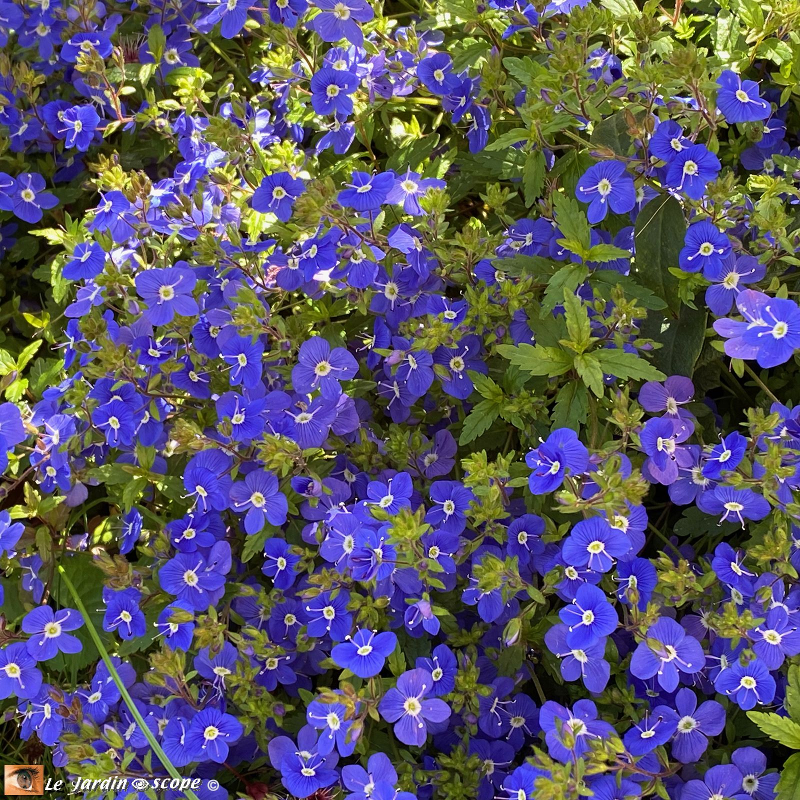 Veronica umbrosa Georgia Blue