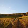 Vignes en automne 