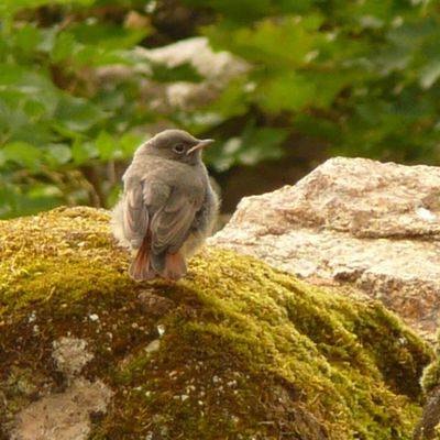 Nature ,et beaux oiseaux,