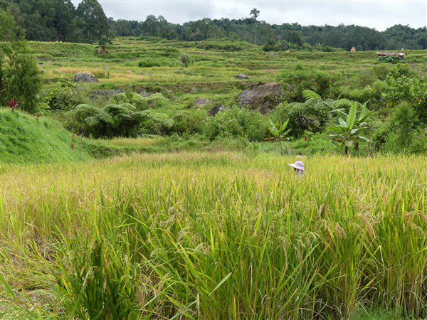 Voyage en Sulawesi - traversée de rizières et visite des villages de Akung et de Pallawa 