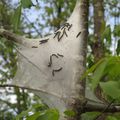 Tent caterpillars on a reprehensible  cherry tree 