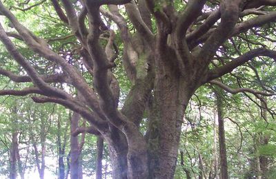 L'Arbre Intérieur