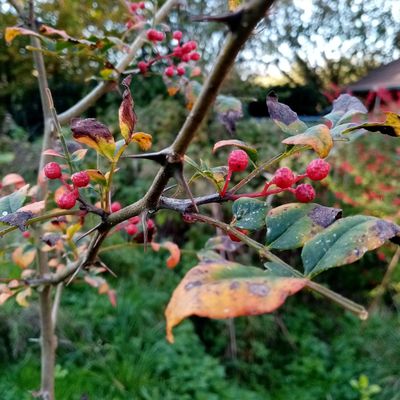 Au jardin : Le poivrier de Sichuan (Zanthoxylum piperitum)