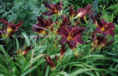 Hemerocallis 'Black Emmanuelle'