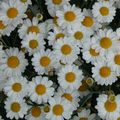 LE BOUQUET DU VENDREDI...