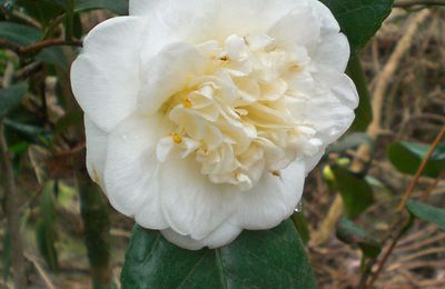 Ces fleurs immaculées bravent les frimas de février