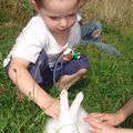 Un nouveau pensionnaire : Toudou le lapin angora français !