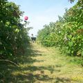 ça sent bon les framboises...