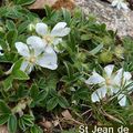 Potentille des montagnes