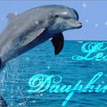 Mes amis les dauphins