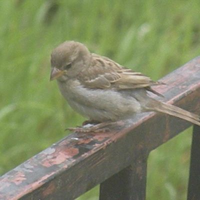 moineau domestique 