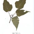 Herbier Acer pectinaturm Erable de Maximowiczii