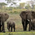 La Tanzanie a perdu les deux tiers de ses éléphants