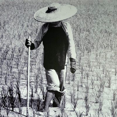 Quand Hong Kong était à la campagne