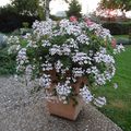 QUELQUES POTEES D'ETE ROI DU BALCON