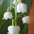 Mon brin de muguet