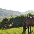 Mai en Aveyron ou la journée du Mulet ;-) #1