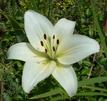 Cours aromathérapie partie 1